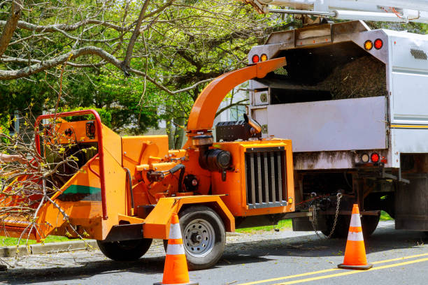 How Our Tree Care Process Works  in  Fruit Hill, OH